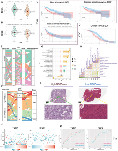 Figure 7 Clinical significance of NPCScore. (A and B) The violin plots show the NPCScore in 2 different NPC subtypes. The line in the box represents the mean value (A) based on TCGA-LIHC; (B) based on ICGC). (C and D) The Kaplan-Meier curve shows a significant difference in the survival rate between high and low NPCScore groups. (C) TCGA-LIHC, logrank test, n = 374; (D) ICGC, logrank test, n = 240). (E and F) The Sankey diagram shows the correlation between NPCScore and HCC Clinicopathological classifications (E) based on TCGA-LIHC; (F) based on ICGC). (G) The bubble chart shows the correlation between the NPCScore and the level of immune cell infiltration. The color indicates the P-value. The bubble size indicates the degree of correlation; with larger bubbles indicating a stronger correlation. (H) The chart shows the correlation between the NPCScore and TME score. Purple cube indicates a positive correlation, green cube indicates a negative correlation, and color depth and cube size represent the strength of the correlation. The darker color indicates a larger volume and a higher positive correlation. (I) Image representing the pathological HE staining variation between the high and low NPCScore groups (Magnification, ×100, scale bars = 100 μm; Magnification, ×400, scale bars = 20 μm). (J) The distribution of OS in the TCGA (left) and ICGC (right) cohort. (K) The predictive value of the NPCScore was evaluated using time-dependent Receiver operating characteristic (ROC) curve analysis within 1 and 3 years.