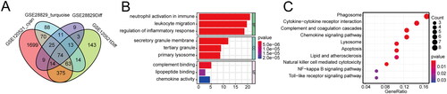 Figure 3. Screening of pivotal gene sets related with the progress of atherosclerosis. (A) Venn diagram demonstrates the intersection of differentially expressed genes and positively correlated module genes of WGCNA in GSE28829 and GSE120521 data sets. (B) GO enrichment analysis of pivotal genes related to atherosclerosis progression. (C) KEGG enrichment analysis of pivotal genes related to atherosclerosis progression.
