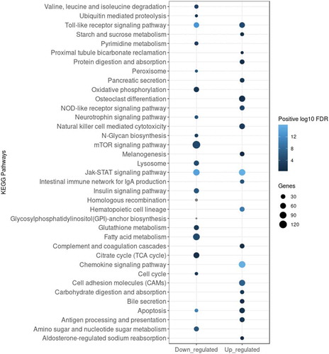 Figure 3. Enrichment analysis of KEGG pathways enriched for DE genes 6 h pi. Analysis was applied to identify pathways enriched for either downregulated (log2FC < 0) or upregulated (log2FC > 0) DE genes. Top 20 enriched KEGG pathways for each subset of genes were selected for visualization. The legend shows the positive log10 of FDR range (shades of blue) and the number of DE genes in each KEGG pathway expressed by the size of the dots.