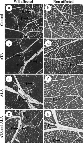 Figure 1. Representative photomicrographs of wooden breast affected (a,c,e,g) or not affected (b,d,f,h) Pectoralis major muscle samples in the four treatments at 3 weeks of age. Broilers in the control group (a,b) were fed corn-soybean meal basal diet. Alpha-tocopherol acetate (ATA; 160 mg/kg) was supplemented in the ATA group (c,d) and alpha lipoic acid (ALA; 500 mg/kg) was supplemented in the ALA group (e,f). Combination of ATA and ALA was supplemented in the ATA and ALA group (g,h). C = Collagen; F = Fat cell; H = Hypercontracted myofiber; P = Perimysial connective tissue; and E = Endomysial connective tissue. Scale bar = 100 μm