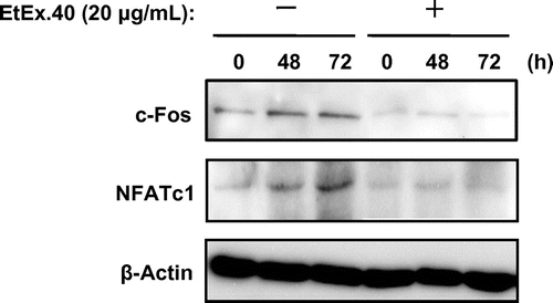 Fig. 5. EtEx.40 suppression of the sRANKL/M-CSF-stimulated expression of c-Fos and NFATc1 in RAW264.7 cells.Note: A representative blot from three independent experiments is shown.