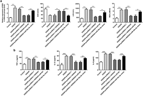 Figure 7. Upregulation of lncRNA NORAD alleviated oxidative stress and inflammation by repressing miR-30a-5p expression. OGD/R-injured SH-SY5Y cells were transfected with pcDNA3.1-NORAD or co-transfected with pcDNA3.1-NORAD and miR-30a-5p mimic. (a) The levels of ROS, MDA, LDH and SOD in cell suspension were determined by ROS Assay Kit, MDA Assay Kit, LDH Assay Kit and SOD Assay Kit. (b) The release of TNF-α, IL-1β and IL-6 was measured using ELISA Kits. **P < 0.01, ***P < 0.001