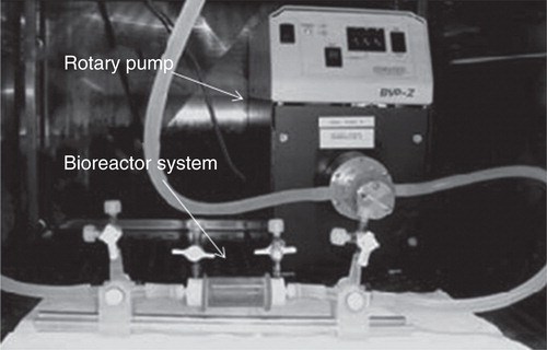 Figure 2. Bioreactor system for tissue-engineered blood vessel is shown. Tubular scaffolds are fitted inside the bioreactor and the flow pattern for conditioning is controlled by rotary pump.