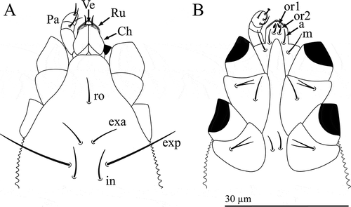 Figure 2. Osperalycus tenerphagus sp. nov. Female, proterosoma: (A) dorsal view (chelicerae slanted downwards into the vessel, making them appear slightly shorter; broad bases of rutella partly behind chelicerae and vessel opening – shaded pale grey); (B) ventral view.