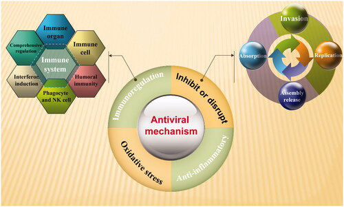 Figure 1. Antiviral mechanism of traditional Chinese medicine.