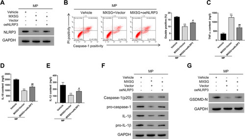 Figure 4 Maxing shigan decoction mitigated M. pneumoniae infection-induced pyroptosis in A549 cells by downregulating NLRP3. Cells overexpressing NLRP3 (oeNLRP3) or vector were treated with MXSG (0.2 mg/mL) for 24h. Bacteria-free broth and DMEM with 0.1% DMSO were used as controls. (A) Western blot analysis of NLRP3 expression; (B) Flow cytometry (PI staining); ELISA analysis of IL-18 (C), TNF-α (D), and IL-1β (E); (F) Western blot analysis of IL-1β, pro-IL-1β, caspase-1, pro-caspase 1 (F), and GSDMD-N (G). Data are expressed as mean ± SD (n = 3), **P < 0.01 vs Vehicle; #P < 0.05, ##P < 0.01 vs MXSG + Vector.