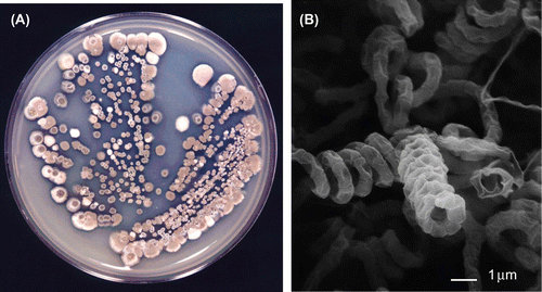 Fig. 1. Colonies (A) and scanning electron micrograph of aerial spore chains (B) of the avermectin-producing strain, Streptomyces avermectinius MA-4680T, grown on agar medium.
