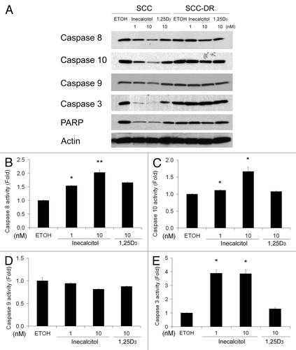 Figure 4. Inecalcitol induces the activation of caspases 8/10 and 3. SCC or SCC-DR cells were treated with EtOH, 1 or 10 nM inecalcitol, or 10 nM 1,25D3 for 48 h. (A) The levels of caspases 8, 10, 9, 3 and PARP were evaluated by immunoblot analysis. Actin was the loading control. (B–E) The activities of caspase 8 (B), 10 (C), 9 (D) and 3 (E) were examined using substrate-based caspase activity assays. Results are representative of three independent experiments. *, p < 0.05; **, p < 0.01.