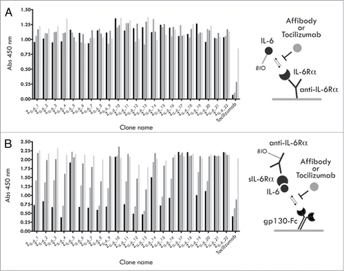 Figure 2. Competition ELISA experiments. (A) Results from an analysis of the ability of selected affibody variants, or the mAb tocilizumab, to compete with the interaction between IL-6 (biotinylated) and the IL-6Rα (B) Results from an analysis of the ability of selected affibody variants, or the mAb tocilizumab, to compete with the interaction between preformed IL-6 (biotinylated)/sIL-6Rα complexes and gp130 (gp130-Fc). For each construct, four concentrations were used: 500 nM (black bars), 50 nM, 5 nM and 0.5 nM (lightest gray bars).