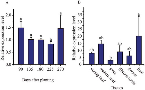 Figure 2. Expression patterns of the MeMinE gene in storage root xylems during storage root developmental stages (A) and in cassava organs and tissues (B).