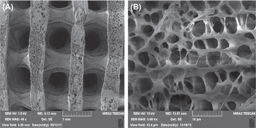 Figure 2. (A) SEM image of n-HA/PLLA/Fe2O3 composite (50×): uniform and interconnected pores, with pore size as large as 500 μm. B) SEM of n-HA/PLLA/Fe2O3 composite (5000×): reticulate structure, rough inner wall of pores, interconnection between the pores, porosity 85%.