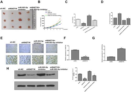 Figure 8 Downregulation of RAET1K suppressed the tumorigenesis of leukemia cells through regulating miR-503-5p/INPP4B axis in vivo. (A) The representative images of subcutaneous tumor from different groups. (B) Tumor weight was evaluated on the 35th day. (C) Tumor volume was evaluated every 1 week for 5 weeks. (D) The average survival time of mice in four groups. (E) Ki-67 staining assay. (F and G) The expression of RAET1K (F) and miR-503-5p (G) in tumor tissues of sh-RAET1K group and sh-NC group were detected by qRT-PCR. (H) The expression of INPP4B in tumor tissues from different groups was evaluated by Western blot. n = 8 in each group. n = 8 in each group. Each experiment was repeated three times. *P < 0.05, **P < 0.01 vs sh-NC group; #P < 0.05 vs sh-RAET1K group.