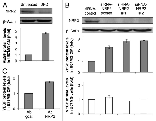 Figure 4 Repression of NRP2 in tumor cells increases VEGF protein levels in conditioned media. (A) NRP2 and β-actin protein levels in U87MG cells either left untreated or treated with DFO for 24 h. VEGF protein levels in CM are shown in the part below. (B) NRP2 and β-actin protein levels in U87MG cells transfected with either control, a pool of 4 NRP2 siRNAs or 2 different NRP2 siRNAs for 48 h. VEGF mRNA and protein levels in CM are shown in the parts below. (C) VEGF protein levels in CM from U87MG cells incubated with anti-NRP2 antibody for 24 h.