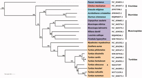 Figure 1. Maximum-likelihood (ML) tree of 20 species from Muscicapoidea, with an outgroup Passer montanus.