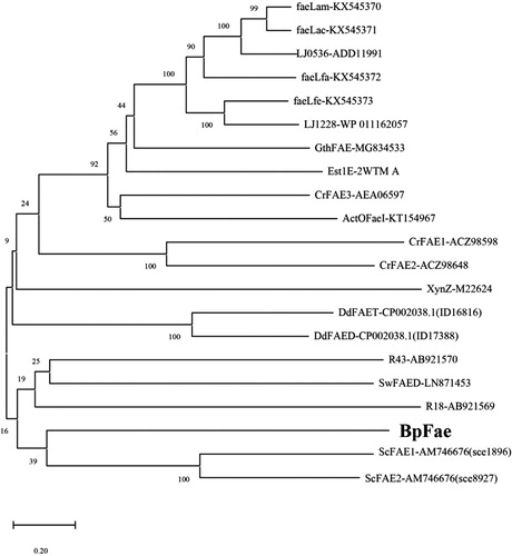 Figure 2. Phylogenetic relationship of BpFae and other well characterized feruloyl esterases derived from bacteria. The tree was constructed using MEGA X with the neighbor-joining algorithm.