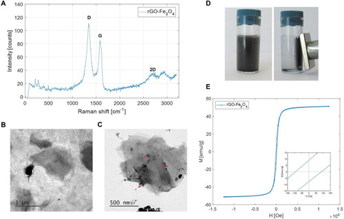 Figure 1 Results of the characterization test for the nanocomposite (A) Raman spectroscopy of rGO-Fe3O4, (B) TEM micrographs before and (C) after reduction of graphene oxide and simultaneous attaching of Fe3O4 nanoparticles. Red arrows point Fe3O4. (D) Visual response of the nanocomposite dissolved in water and exposed to an external permanent magnetic field. (E) Magnetic characterization by VSM at room temperature. The inset shows close view of hysteresis loop.