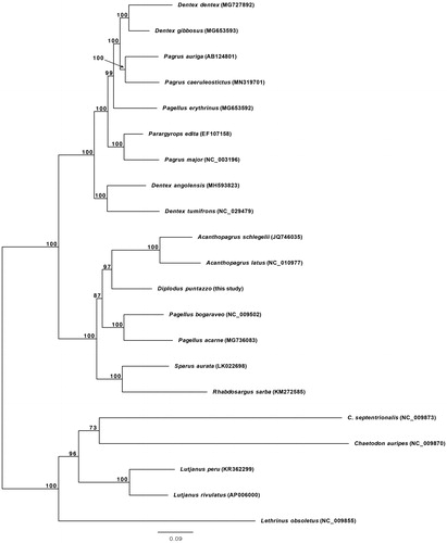 Figure 1. Phylogenetic relationships in the family Sparidae based on the mtDNA sequences available in GenBank and that of Diplodus puntazzo reported here (Acanthopagrus latus NC_010977, Acanthopagrus schlegelii JQ746035, Dentex angolensis MH593823, Dentex dentex MG727892, Dentex gibbosus MG653593, Dentex tumifrons NC_029479, Pagellus acarne MG736083, Pagellus bogaraveo NC_009502, Pagellus erythrinus MG653592, Pagrus auriga AB124801, Pagrus caeruleostictus MN319701, Pagrus major NC_003196, Parargyrops edita EF107158, Rhabdosargus sarba KM272585, Sparus aurata LK022698). Five outgroup species (Chaetodon auripes NC_009870, Chaetodontoplus septentrionalis NC_009873, Lethrinus obsoletus NC_009855, Lutjanus peru KR362299 and Lutjanus rivulatus AP006000) were selected. Maximum likelihood method was used with an automatic bootstrapping cutoff of 0.01.