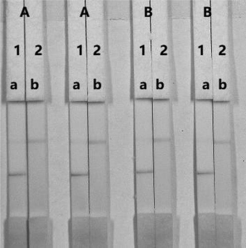 Figure 7. Optimization of the immunochromatographic strip. Concentration of coating antigen (A) 0.1 mg/mL; (B) 0.25 mg/mL. The dosage of the mAb that was added to the GNPs: (1) 8 µg/L; (2) 10 µg/L. The standard concentration: (a) 0 ng/mL; (b) 50 ng/mL.