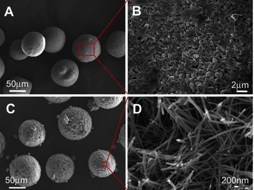 Figure 1 SEM morphologies of the HAp microspheres (A, B) and the nHAp microspheres obtained via hydrothermal treatment of the CS microspheres in Na3PO4 aqueous solution at 180 °C for 24 h (C, D).Abbreviations: CS, calcium silicate; HAp, hydroxyapatite; nHAp, nanostructured HAp; SEM, scanning electron microscopy.