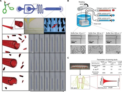 Figure 3 (A) Top: Diphenylalanine monomer and the design of the microfluidic device for nanotube assembly. Bottom: Illustration and imaging of nanotube formation at supercritical, critical, and subcritical monomer concentrations in flow. Scale bar is 5 µm. Adapted from Arnon ZA, Vitalis A, Levin A, et al. Dynamic microfluidic control of supramolecular peptide self-assembly. Nat Commun. 2016;7:13190. Creative Commons license and disclaimer available from: http://creativecommons.org/licenses/by/4.0/ legalcode.Citation41 (B) Schematic of microfluidic chip for collagen microfiber formation and images of microfibers fabricated with varying buffer flow rates. Reprinted (adapted) with permission from Haynl C, Hofmann E, Pawar K, Förster S, Scheibel T. Microfluidics-produced collagen fibers show extraordinary mechanical properties. Nano Lett. 2016;16(9):5917–5922.Citation43 Copyright (2008) American Chemical Society. (C) Schematic of the microfluidic spinning process of recombinant spider dragline silk and geometries of the spinning ducts of spider and silkworm. A biomimetic, microfluidic channel was designed to mimic the contracting geometry of spinning ducts to form compact and ordered silk protein microfiber. Adapted from Peng Q, Zhang Y, Lu L, et al. Recombinant spider silk from aqueous solutions via a bio-inspired microfluidic chip. Sci Rep. 2016;6:36473. Creative Commons license and disclaimer available from: http://creativecommons.org/licenses/by/4.0/legalcode.Citation45