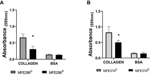 Figure 4 LNG resistance decreases adhesion in immortalised cell lines. Adhesion assay results showing the difference in cell adhesion. (A) MFE296S (grey) and MFE296R (black) and (B) MFE319S (grey) and MFE319R (black) cell lines, respectively. (A) Adhesion is significantly decreased in the MFE296R cells compared to MFE296S cells. (B) Adhesion is significantly decreased in MFE319R cells compared to MFE319S cells. Adhesion is displayed as Absorbance of crystal violet at 595nm. BSA served as a negative control. Results are expressed as mean ± SD, experiments performed in triplicate (n=3). Individual groups were analysed using t-test. *P <0.05.