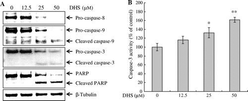 Fig. 3. DHS induced apoptosis in HeLa Cells.Note: Effects of DHS on the protein expression levels of caspase-8, caspase-9, caspase-3, and PARP (A) and on the activity of caspase-3 in HeLa cells (B). Cells were treated with 0–50 μm DHS for 24 h. Values are expressed as mean ± SD.*p < 0.05 vs. control, **p < 0.01 vs. control.