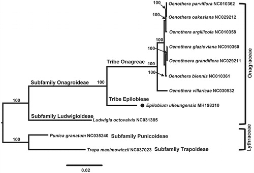 Figure 1. Maximum-likelihood (ML) tree based on 77 protein-coding genes in the nine representative plastomes of Onagraceae. The bootstrap value based on 1000 replicates is shown on each node.