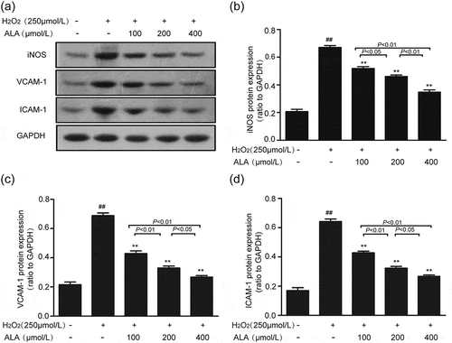 Figure 7. Effects of ALA on the expression of iNOS, VCAM-1 and ICAM-1 in HUVECs. (a) The protein levels of iNOS, VCAM-1 and ICAM-1 in different treatment groups were determined by Western blot analysis. (b), (c), (d) The relative levels of iNOS, VCAM-1 and ICAM-1 were normalized to GAPDH. Values are presented as mean ± SEM from 3 independent experiments. ##P < 0.01 vs control, **P < 0.01 vs model.