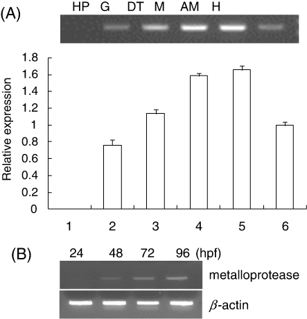 Figure 5. Expression of HdMP mRNA in various tissues (A) and during developmental stages (B). (A) The tissues assayed included the gill (G), hepatopancreas (HP), digestive track (DT), mantle (M), adductor muscle (AM), and hemolymph (H). (B) Samples obtained from different developmental stages of abalone larvae from 24 to 96 hpf were analyzed by RT-PCR. β-actin was used as internal control. The HdMP transcript level was determined relative to that of the β-actin.