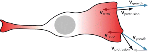 Figure 30. Sketch of a crawling fibroblast-like cell. The local protrusion rate (v protrusion) of the leading edge is the vectorial sum of retrograde flow (v retro) and gel growth velocity (v growth).