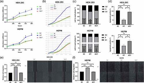 Figure 2. In vitro functional roles of wild-type/mutant VEGFA allele in HEPM and HEK-293 T. (a, b) Effect of VEGFA expression on cell proliferation. (a) HEPM and HEK-293 cells were transfected with wild-type VEGFA, mutant VEGFA or control vector (negative control), cell proliferation was detected every 24 h for 96 h by CCK-8 assay. (b) Cells were seeded in E-Plate L8 plates. After transfection with wild-type VEGFA, mutant VEGFA or control vector, cell proliferation was monitored every 15 minutes by the RTCA iCELLigence instrument. Cell proliferation in wild type group was significantly higher than in mutation group and negative control group. (c) Effects of different type of VEGFA on the cell cycle. Overexpression of wild-type VEGFA alleles decreased the number of cells stagnant G1 phase, but mutant VEGFA alleles did not have the same effect. (d) Effects of VEGFA expression on cell apoptosis. The apoptosis rate was lower in both two kinds of cells overexpressing mutant VEGFA alleles than in the corresponding wild-type VEGFA alleles group. (e, f) The wound healing assay was performed in HEPM (e) and HEK-293 (f) cells. Cells were treated with wild-type/mutant VEGFA plasmid or control vector after scratching. HEPM and HEK-293 T cells overexpressing wild-type VEGFA allele migrated 42% and 32% quicker than cells overexpressing mutant VEGFA allele, respectively. n = 3 for each group. *P < 0.05, **P < 0.01, ***P < 0.001. ns, no significance