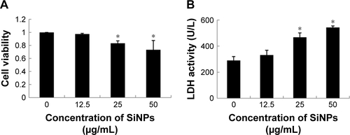 Figure S2 Cytotoxicity induced by SiNPs in hepatic L02 cells.Notes: (A) Viability of L02 cells treated with SiNPs was measured by CCK-8 assay after 24 hours’ exposure. (B) LDH activity of L02 cells after exposure to SiNPs for 24 hours. Data expressed as mean ± SD. *P<0.05 compared with control.Abbreviation: CCK-8, Cell-Counting Kit-8; SiNPs, silica nanoparticles.