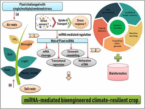 Figure 3. Workflow of developing miRNA-mediated bioengineered climate-resilient crops. (1) Plant growing in diverse stress environment conditions. In general, there are two common routes by which stress stimulus can reach the plant system; (a) Air route and (b) Soil route. Stress stimulus is sensed, perceived, uptake and transport by a complex set of cellular and molecular soldiers, which still demands for a critical mining (2) Identification and characterization of plant miRNAs using a technical blend of modern tool box and bioinformatics (3) Candidate miRNAs can be engineered for developing climate smart crops