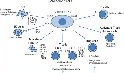Figure 1 Proposed mechanisms of the in vitro interaction of AM-derived stem cells with different cells of the immune system.