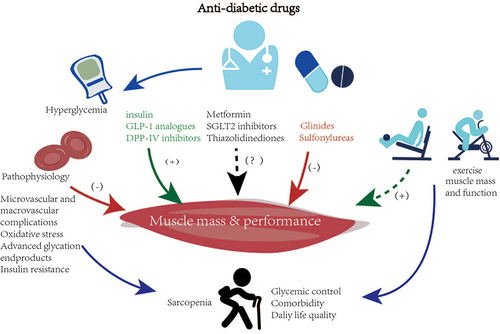 Figure 2 Effects of hypoglycemic drugs and exercise on muscle mass and performance.