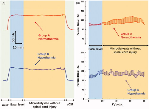 Figure 2. (A) Typical current − time responses of ascorbate recorded in the microdialysates continuously sampled from spinal cord in sham-operated rats. (B) Statistical results of the spinal cord ascorbate level in Group A (upper trace), Group B (lower trace) of sham operated rats. The conditions of the intervention are indicated in the figure. Other conditions were the same as those in Figure 1.