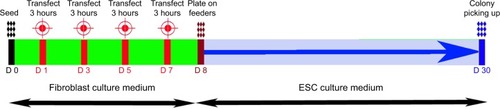 Figure 4 A timeline of the reprogramming process with four serial transfections of the pOSKM plasmid using G4Arg nanoparticles, from day 0 to day 30.Abbreviations: D, day; ESC, embryonic stem cell; G4Arg, arginine-terminated generation 4 polyamidoamine; pOSKM, plasmid construct carrying OSKM; pOSKMG, green fluorescent protein (GFP) gene–incorporated pOSKM.