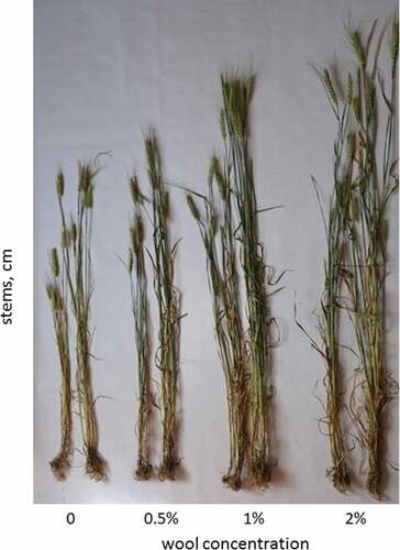 Figure 7. Stems of wheat Sacramento variety grown in plots with different wool content established in first (left) and second (right) year at the end of heading stage.