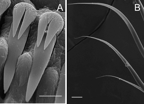 Figure 14. Eupolymnia nebulosa (64°01′ N, 13°30′ W, 190 m): A, uncini (scale 10 μm); B, notochaetae (scale 10 μm).