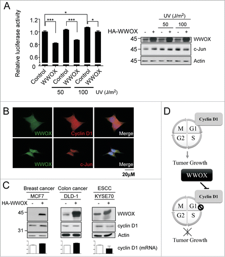 Figure 5. WWOX-mediated cyclin D1 decrease is through c-Jun. (A) The cyclin D1 promoter activity were determined using luciferase assay with or without WWOX overexpression under UV treatment. After UV exposure 1 hour, harvest cell to do reporter assay. Representative WWOX and c-Jun expression level are validated by Western blot. mean ± SD; *, P < 0.05; ***, P < 0.001 (B) Endogenous WWOX, cyclin D1 and c-Jun subcellular localization were examined by immunofluorescence. DAPI is used to indicate nucleus. (C) The mechanism of WWOX-mediated cyclin D1 decrease were examined in variant cancer types. The protein expressions were measured by the antibodies shown at left. The cyclin D1 mRNA expression were determined by qPCR. (D) The model to illustrate the WWOX-mediated tumor growth inhibition.