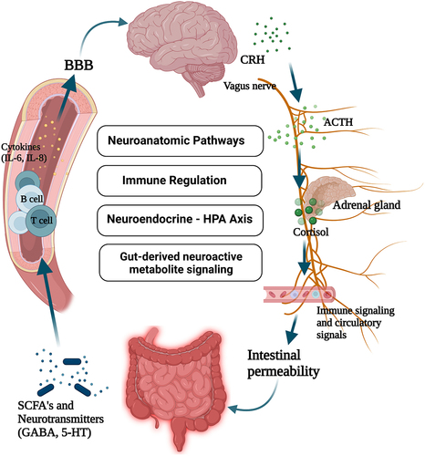 Figure 1. The bidirectional communication between the gut and central nervous system is regulated by multiple pathways(BBB = blood brain barrier, CRH = corticotropin-releasing hormone, ACTH = adrenocorticotropic hormone, HPA = hypothalamic-pituitary-adrenal, GABA = gamma-aminobutyric acid, SCFA = short chain fatty acid, 5-HT = 5-hydroxytryptamine). Created in Biorender.com.