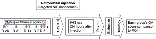 Figure 1 Experimental timeline.Notes: DMM surgeries were performed 3, 7, 14, 21, and 28 days before injection of targeted nanosomes. The time point of injecting targeted nanosomes was set as day 0. Mice were scanned 24 hours after injection (day +1) and then euthanized (sham surgeries were performed 3, 14, and 28 days before injection of targeted nanosomes).Abbreviations: DMM, destabilization of the medial meniscus; IVIS, in vivo imaging system; NIF, near-infrared fluorescent; OA, osteoarthritis; ROI, region of interest.