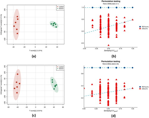 Figure 1. Plots of multivariate statistical comparison of hepatic metabolome data in ducks between CON and EGCG groups. (a) OPLS-DA score plot in negative ion mode; (b) permutation test on OPLS-DA plot in negative ion model; (c) OPLS-DA score plot in positive ion mode; (d) permutation test on OPLS-DA plot in positive ion model.