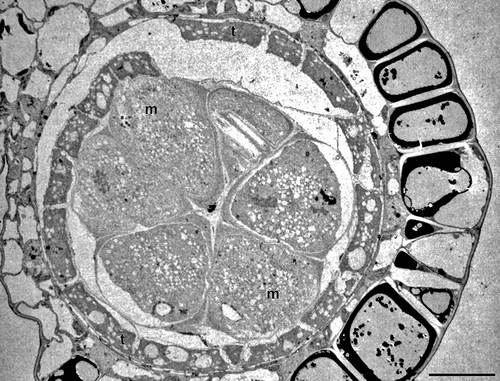 Figure 4. Carex acutiformis (TEM). Pollen sac in cross section. A single row of young pseudomonads (m) border with their distal face the tapetal cells (t). Scale bar – 10 μm.