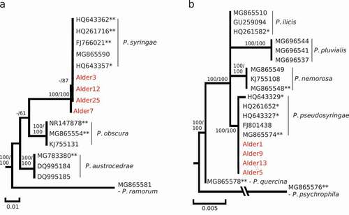 Fig. 1 Phytophthora syringae and P. pseudosyringae isolates obtained from the red alder rhizosphere. Maximum-likelihood phylogenetic trees constructed from nucleotide alignments (A, 810 bp; B, 805 bp) of the internal transcribed spacer regions (ITS) of the nuclear rDNA including P. syringae isolates (A, Alder3, 7, 12 and 25) and P. pseudosyringae isolates (B, Alder1, 5, 9 and 13) and reference sequences for closest homologs retrieved from the NCBI database (with Genbank accession number; *, voucher specimen; **, type and ex-type specimen). Numbers above nodes are statistical support values obtained from 100 bootstrap samples in Maximum parsimony/Maximum likelihood; statistical support under 50% is not represented. Scale bars indicate the number of nucleotide substitution per site.