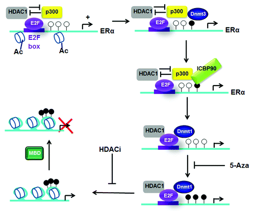 Figure 2. Model of epigenetic inactivation of ESR1. Primary methylation and recruitment of ICBP90 on ERα promoter, provoke histone deacetylation and a large secondary methylation and ERα silencing. Ac, acetylation of histones; white circles symbolize unmethylated CpGs and black circles symbolize methylated CpGs.