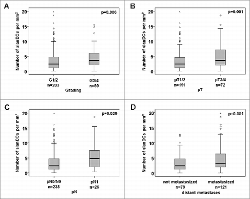 Figure 2. Associations between the frequency of slanDCs in tumor tissues and clinicopathological characteristics of ccRCC patients. (A–D) Box plots show the associations between the number of slanDCs in primary ccRCC tissues and tumor grading (A), tumor stage (B) or lymph node status (C) at time of nephrectomy. (D) slanDC numbers in primary ccRCC tissues of patients without distant metastases at time of nephrectomy and during a follow-up time of ≥60 mo (not metastasized, n = 79) compared to patients with distant metastases at time of nephrectomy (M1) or an appearance of metastases during follow-up time (metastasized, n = 121). Boxes within the plots represent the 25–75th percentiles. Median values are depicted as solid bold lines. The whiskers represent 1.5 times of the interquartile range (IQR). Circles indicate values more extreme than 1.5 times of the IQR, whereas asterisks illustrate values more than 3 times of the IQR. Statistical significance of differences was calculated by the Mann–Whitney U-test. P values <0.05 indicate a statistically significant difference.