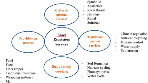 Figure 1. Ecosystem services of enset (Ensete ventricosum).