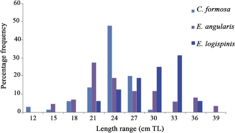 Figure 7. Pooled annual length frequency distribution of small-size groupers.