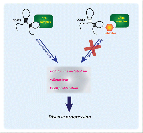 Figure 1. A novel therapeutic concept for long non-coding RNAs: blocking cancer progression through inhibition of the CCAT2:CFIm complex. We hypothesize that by inhibiting the interaction of CCAT2 (colon cancer associated transcript 2) with the CFIm (cleavage factor I) protein complex we could prevent it from exerting its functions and consequently block disease progression.